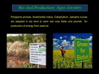 Pongamia pinnata, Azadirachta indica ,Calophyllum, Jatropha curcas
etc adapted in dry land to semi wet crop fields and provide for
production of energy from seed oil
Bio-fuel Production: Agro-forestry
 