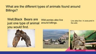 What are the different types of animals found around
Billings?
Well,Black Bears are
just one type of animal
you would find.
Wild ponies also live
around billings.
Linx also live in zoos,and in
the wild.
 