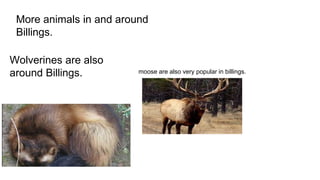 More animals in and around
Billings.
Wolverines are also
around Billings. moose are also very popular in billings.
 