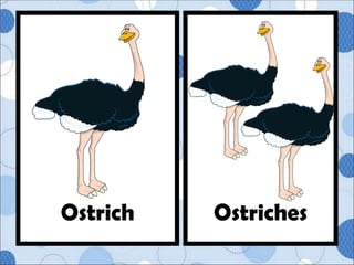 Ostriches
Ostrich
 