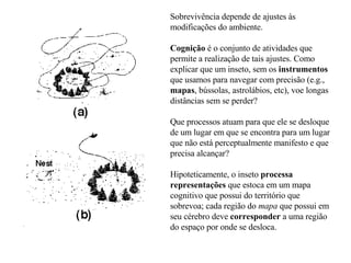 Sobrevivência depende de ajustes às modificações do ambiente. Cognição  é o conjunto de atividades que permite a realização de tais ajustes. Como explicar que um inseto, sem os  instrumentos  que usamos para navegar com precisão (e.g.,  mapas , bússolas, astrolábios, etc), voe longas distâncias sem se perder?  Que processos atuam para que ele se desloque de um lugar em que se encontra para um lugar que não está perceptualmente manifesto e que precisa alcançar?  Hipoteticamente, o inseto  processa   representações  que estoca em um mapa cognitivo que possui do território que sobrevoa; cada região do  mapa  que possui em seu cérebro deve  corresponder  a uma região do espaço por onde se desloca. 