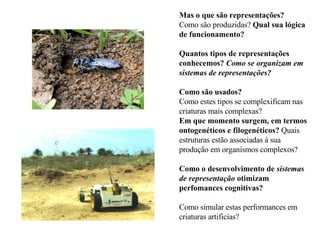 Mas o que são representações?   Como são produzidas?  Qual sua lógica de funcionamento?  Quantos tipos de representações conhecemos?  Como se organizam em sistemas de representações?   Como são usados?   Como estes tipos se complexificam nas criaturas mais complexas?  Em que momento surgem, em termos ontogenéticos e filogenéticos?  Quais estruturas estão associadas à sua produção em organismos complexos?  Como o desenvolvimento de  sistemas de representação  otimizam perfomances cognitivas?   Como simular estas performances em criaturas artificias? 