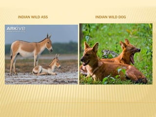 INDIAN WILD ASS INDIAN WILD DOG
 