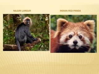 NILGIRI LANGUR INDIAN RED PANDA
 