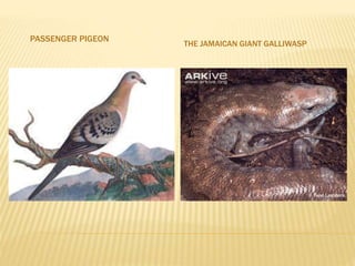 PASSENGER PIGEON
THE JAMAICAN GIANT GALLIWASP
 