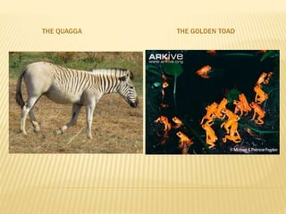THE QUAGGA THE GOLDEN TOAD
 