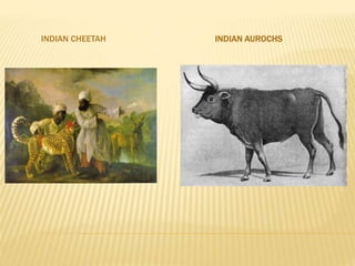 INDIAN CHEETAH INDIAN AUROCHS
 