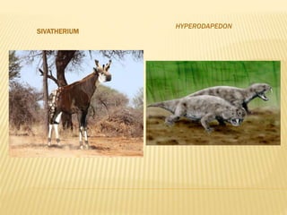 SIVATHERIUM
HYPERODAPEDON
 