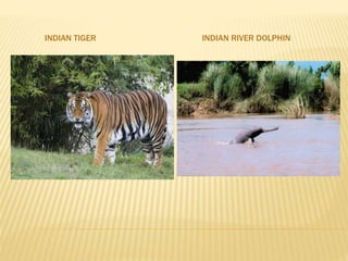 INDIAN TIGER INDIAN RIVER DOLPHIN
 