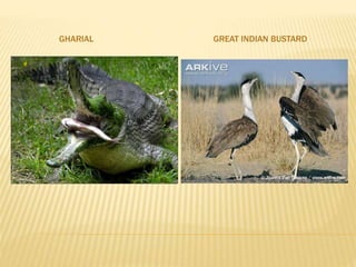 GHARIAL GREAT INDIAN BUSTARD
 