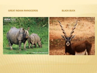 GREAT INDIAN RHINOCEROS BLACK BUCK
 