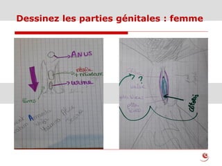 Dessinez les parties génitales : femme
 