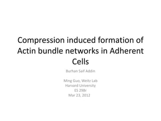Compression induced formation of
Actin bundle networks in Adherent
               Cells
             Burhan Saif Addin

            Ming Guo, Weitz Lab
             Harvard University
                  ES 298r
              Mar 23, 2012
 