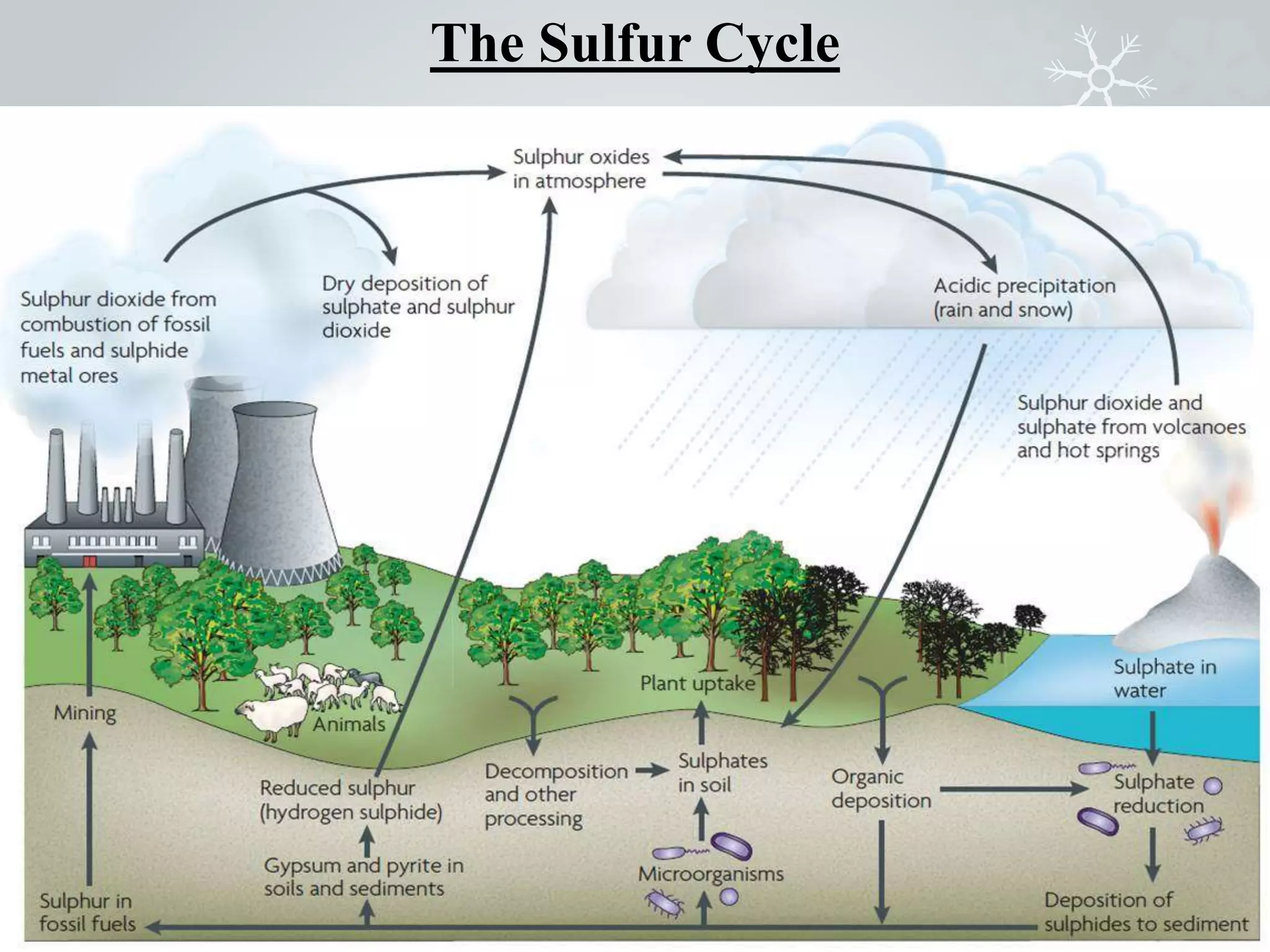 The Sulfur Cycle
 