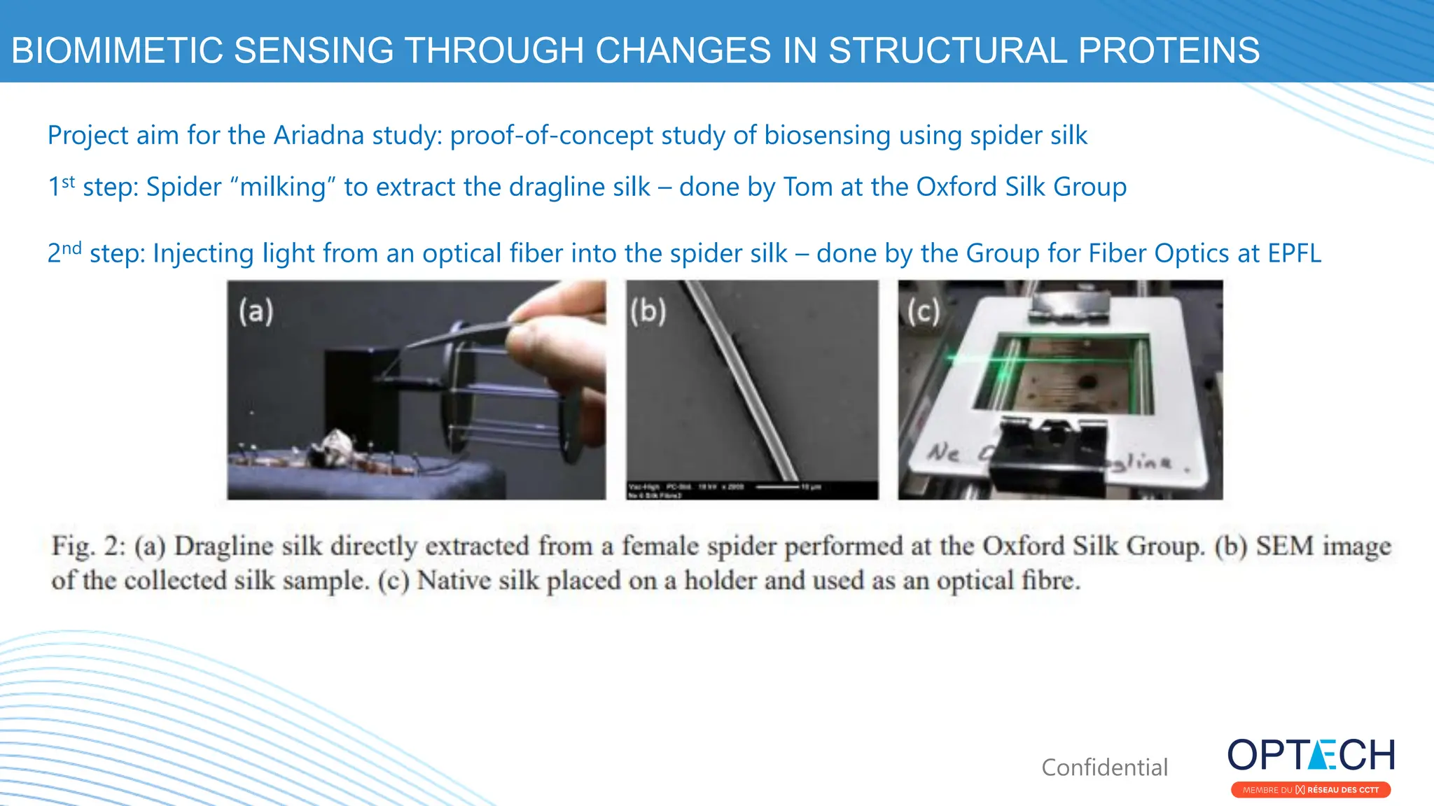 Confidential
BIOMIMETIC SENSING THROUGH CHANGES IN STRUCTURAL PROTEINS
Project aim for the Ariadna study: proof-of-concept study of biosensing using spider silk
1st step: Spider “milking” to extract the dragline silk – done by Tom at the Oxford Silk Group
2nd step: Injecting light from an optical fiber into the spider silk – done by the Group for Fiber Optics at EPFL
 