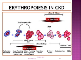 29 April 2017
Nabieh Alhilali 11
 