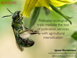 Ignasi Bartomeus
nacho.bartomeus@gmail.com
@ibartomeus #ESA2013
Pollinator ecological
traits mediate the loss
of pollination services
with agricultural
intensification
 