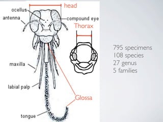 Thorax
795 specimens
108 species
27 genus
5 families
Glossa
head
Cane 1987
 