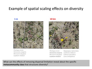Example of spatial scaling effects on diversity
1 m 10 km
Plantago erecta
Hemizonia congesta
Microseris douglasii
Lepidium nitidium
Plantago erecta
Hemizonia congesta
Microseris douglasii
Lepidium nitidium
Rigiopappus leptocladus
Lasthenia califorica
Collinsia sparsiflora
Lotus wranglianus
What can the effects of removing dispersal limitation reveal about the specific
metacommunity class that structures diversity?
 