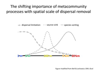 x x
The shifting importance of metacommunity
processes with spatial scale of dispersal removal
1 m 5 m 100 m 5 km 10 km
dispersal limitation source-sink species sorting
Figure modified from Bell & Lechowicz 1991 JEcol
 