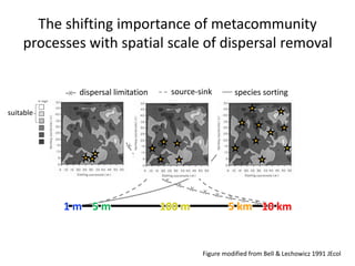 x x
The shifting importance of metacommunity
processes with spatial scale of dispersal removal
1 m 5 m 100 m 5 km 10 km
dispersal limitation source-sink species sorting
suitable
Figure modified from Bell & Lechowicz 1991 JEcol
 