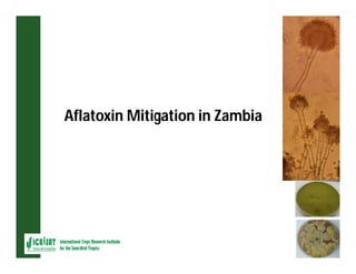 ESA crop improvement :  legumes