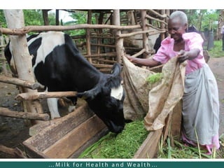 Lessons from facilitating dairy producers organizations development in East Africa