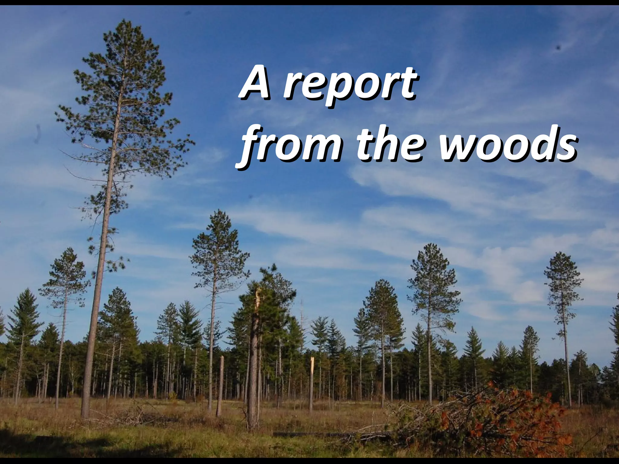 A report from the woods