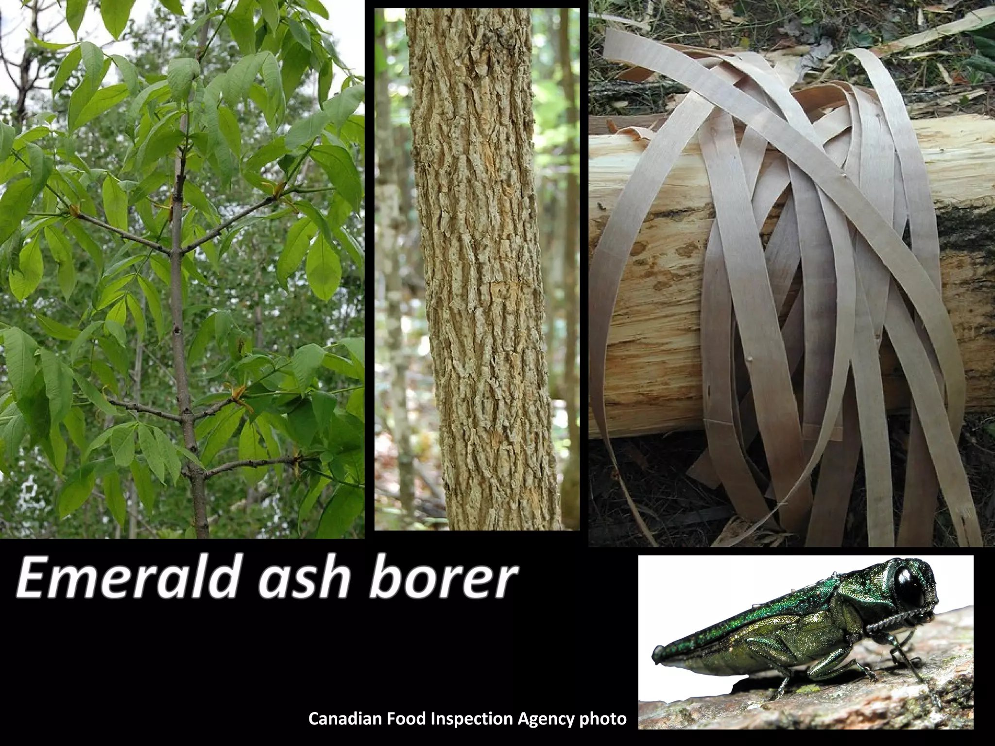 Canadian Food Inspection Agency photo