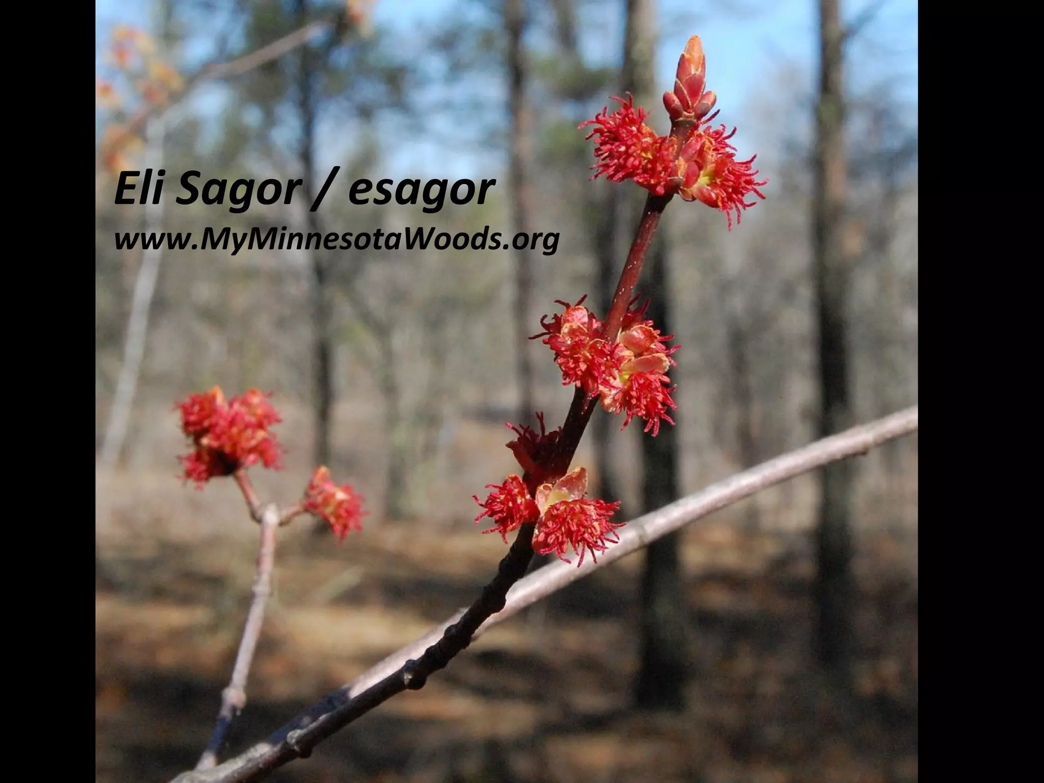 Eli Sagor / esagor www.MyMinnesotaWoods.org
