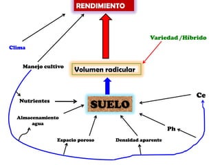 RENDIMIENTO



                                             Variedad /Híbrido
Clima


    Manejo cultivo
                      Volumen radicular


                                                          Ce
   Nutrientes
                            SUELO
  Almacenamiento
       agua
                                                     Ph
                Espacio poroso   Densidad aparente
 
