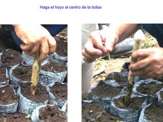 Haga el hoyo al centro de la bolsa
 