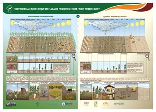 AfricaRISING
Afric
aRISING
Sustainable Intensification Typical Farmer Practice
INTERNATIONAL
LIVESTOCK RESEARCH
I N S T I T U T E
ILRI
VS
HOW DOES A FARM FAMILY IN MALAWI PRODUCE MORE FROM THEIR FARM?
OCTOBER DECEMBER JANUARY FEBRUARY MARCH APRIL MAY JUNE JULY AUGUSTNOVEMBER SEPTEMBER
GROWTH PHASES FROM MONTH TO MONTH
OCTOBER DECEMBER JANUARY FEBRUARY MARCH APRIL MAY JUNE JULY AUGUSTNOVEMBER SEPTEMBER
GROWTH PHASES FROM MONTH TO MONTH
PIGEONPEAGROUNDNUT
MAIZEBEAN
OF
THE
LAND
OF
THE
LAND
1/3
2/3
CROPS DISTRIBUTION
ON LAND
WHOLE OF THE LAND
CROPS DISTRIBUTION
ON LAND
ONLY
MAIZEBEAN
fertilizing Feeding and composting
ZOOM
INTERCROPPING (GROUNDNUT/PIGEONPEA AND
MAIZE/BEANS) PROVIDES A SCOPE TO ‘EXPAND’ THE
LIMITED LAND WHILE CONCURRENTLY MAKING IT
FEASIBLE TO PRODUCE MULTIPLE CROPS TO MEET
FARM PRODUCTION OBJECTIVES. IT HAS 'DOUBLE'
LEGUME GRAIN AND 'DOUBLE' SOIL FERTILITY
BENEFITS FROM BIOLOGICAL N2-FIXATION.
POST-HARVEST ACTIVITIESPOST-PLANTING ACTIVITIES
not enough food and fallow land
ZOOM
THE GERMINATION SUCCESS RATE IS LIMITED
DUE TO LOW N2 FIXATION BECAUSE BEANS IS
THE ONLY LEGUME.
THE GROWTH OF MAIZE IS STUNTED DUE TO
NUTRIENT DEFICIENCY IN THE SOIL AND NO
FERTILIZER APPLICATION.
only weeding once: high weeds pressure Poor HArvestweeding twice Rich HArvest
FROM THE LIMITED LAND AVAILABLE, FARM FAMILIES THAT PRACTICE THE SUSTAINABLE INTENSIFICATION HARVEST TWO EXTRA-LEGUMES (PIGEONPEA & GROUNDNUT)
IN ADDITION TO MAIZE AND BEANS. THIS ALLOWS THEM TO ENSURE BETTER PROTEIN SUPPLEMENTATION IN THEIR DIETS. THEY ALSO USE IMPROVED POST-HARVEST
STORAGE TECHNOLOGIES LIKE THE PICS BAGS THAT LIMIT THEIR LOSSES FROM INSECT PESTS THAT ATTACK STORED GRAINS. THEY CAN THEREFORE TAKE THEIR
PRODUCE TO THE MARKET AT THE RIGHT TIME WHEN SUPPLY IS LOW AND MAKE A PROFIT. SUSTAINABLE INTENSIFICATION ENSURES THAT EVERYBODY IN THE FARM
WINS, THE COWS AND GOATS HAVE THE MAIZE STOVER AND FODDER TREES TO FEED ON AND IN RETURN THEY GIVE THE FARMER MANURE FOR A HEALTHY SOIL!
HARVESTING STORING HARVEST
IN “PICS” BAGS
SELLING FARM PRODUCTSFERTILIZING WEEDING FEEDING LIVESTOCK AND
COMPOSTING RESIDUES
ONLY LIMITED FERTILIZER IS REQUIRED DUE TO THE ORGANIC NUTRIENT
RESOURCES LOCALLY GENERATED AND RECYCLED ON FARMS. THE TWO EXTRA
LEGUMES (PIGEONPEA & GROUNDNUT) ACT AS GREEN MANURE BY OFFERING
BIOLOGICAL N2 FIXATION THEREBY RAISING THE FUTURE PRODUCTION POTENTIAL
OF THE FARM. WEEDING IS DONE TWICE BY THE FARMERS.
TYPICAL SMALL HOLDER FARMER PRACTICE IS CHARACTERIZED BY: SOLE MAIZE AND BEANS INTERCROP, LOW PLANT POPULATION DUE TO SOILS WITH LOW ORGANIC MATTER, THE FARMERS SELDOM APPLY ANY
FERTILIZER, HIGH WEEDS PRESSURE BECAUSE THE FARMER ONLY WEEDS ONCE, LOW CROP YIELDS, STORAGE TECHNIQUES THAT ARE VULNERABLE TO PEST ATTACKS AND FALLOW LAND DURING THE OFF SEASON THEREBY
CULMINATING IN ANOTHER UNPRODUCTIVE YEAR FOR THE FARMER.
HARVESTING LAND BECOMES FALLOWSTORING HARVEST
IN GRANARY
WEEDS INFESTING
THE FARM
NOT ENOUGH CROP RESIDUES FOR FEEDING LIVESTOCK
21/03/2016
 