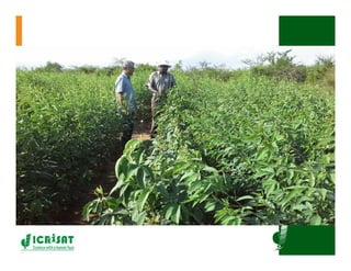 ICRISATEast and Southern Africa Overview