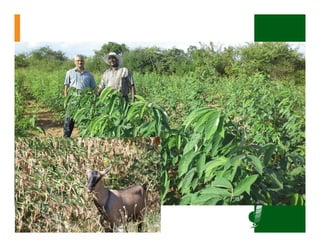 ICRISATEast and Southern Africa Overview