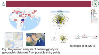 Status of livestock genomics research in Ethiopia and its implementation into the breed improvement programs