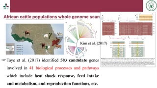 Status of livestock genomics research in Ethiopia and its implementation into the breed improvement programs
