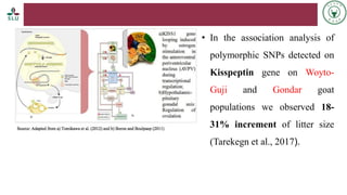 Status of livestock genomics research in Ethiopia and its implementation into the breed improvement programs