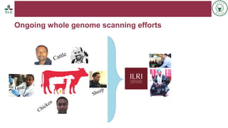 Status of livestock genomics research in Ethiopia and its implementation into the breed improvement programs