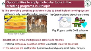 Status of livestock genomics research in Ethiopia and its implementation into the breed improvement programs