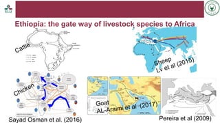 Status of livestock genomics research in Ethiopia and its implementation into the breed improvement programs