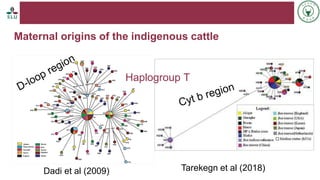 Status of livestock genomics research in Ethiopia and its implementation into the breed improvement programs