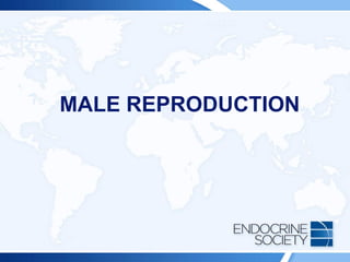 MALE REPRODUCTION
 