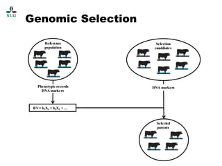 The science of genomics and livestock genetic improvement