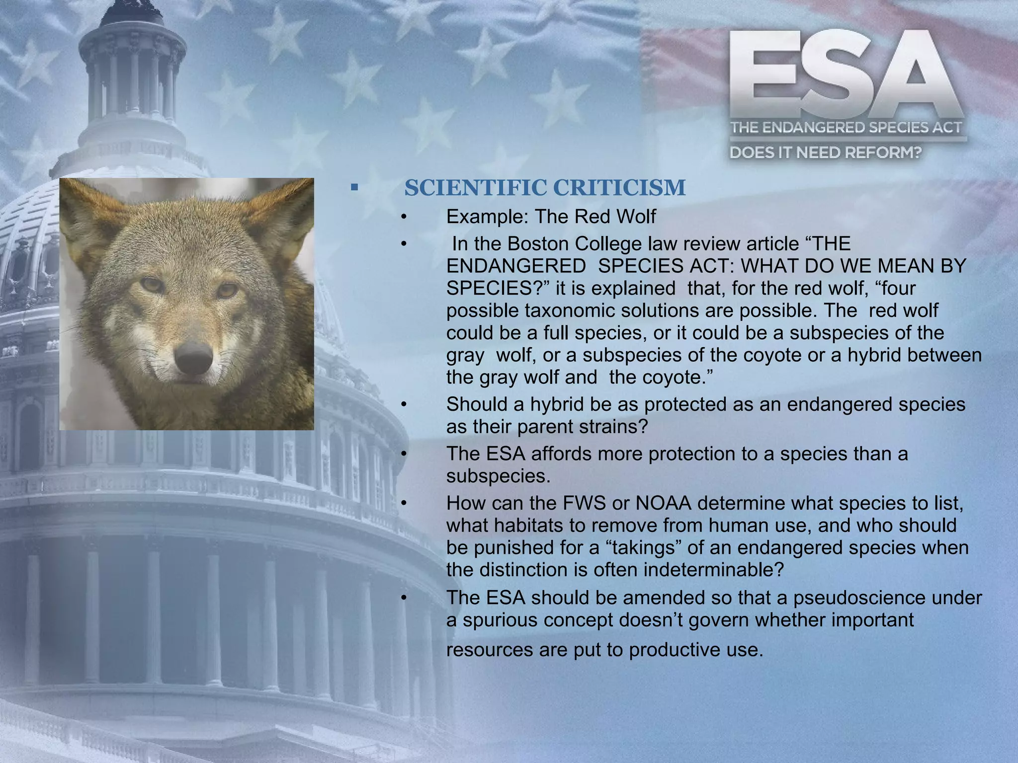 SCIENTIFIC CRITICISM Example: The Red Wolf   In the Boston College law review article “THE ENDANGERED  SPECIES ACT: WHAT DO WE MEAN BY SPECIES?” it is explained  that, for the red wolf, “four possible taxonomic solutions are possible. The  red wolf could be a full species, or it could be a subspecies of the gray  wolf, or a subspecies of the coyote or a hybrid between the gray wolf and  the coyote.”  Should a hybrid be as protected as an endangered species as their parent strains?  The ESA affords more protection to a species than a subspecies.  How can the FWS or NOAA determine what species to list, what habitats to remove from human use, and who should be punished for a “takings” of an endangered species when the distinction is often indeterminable?  The ESA should be amended so that a pseudoscience under a spurious concept doesn’t govern whether important resources are put to productive use.   