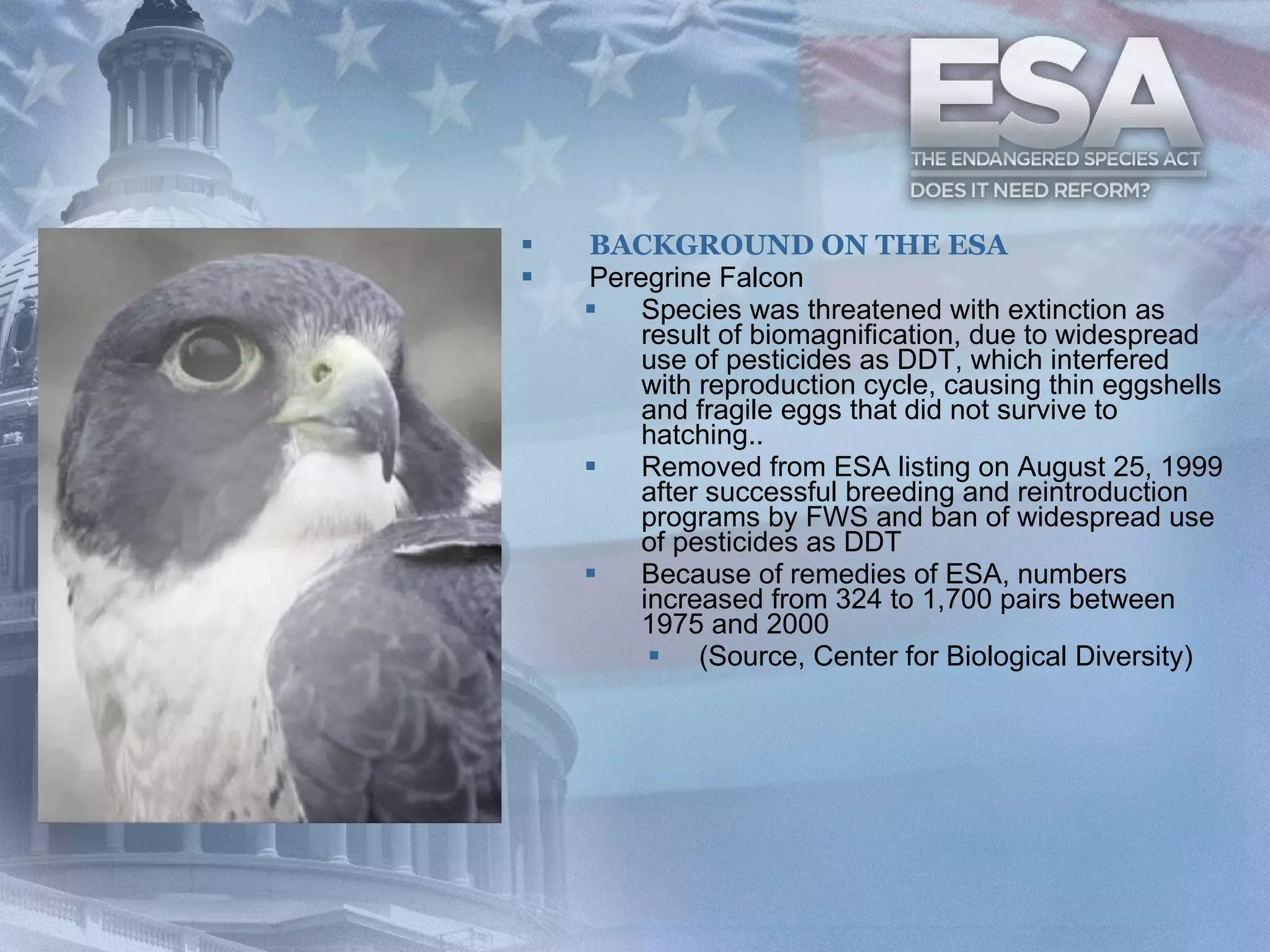 BACKGROUND ON THE ESA Peregrine Falcon Species was threatened with extinction as result of biomagnification, due to widespread use of pesticides as DDT, which interfered with reproduction cycle, causing thin eggshells and fragile eggs that did not survive to hatching.. Removed from ESA listing on August 25, 1999 after successful breeding and reintroduction programs by FWS and ban of widespread use of pesticides as DDT Because of remedies of ESA, numbers increased from 324 to 1,700 pairs between 1975 and 2000  (Source, Center for Biological Diversity) 