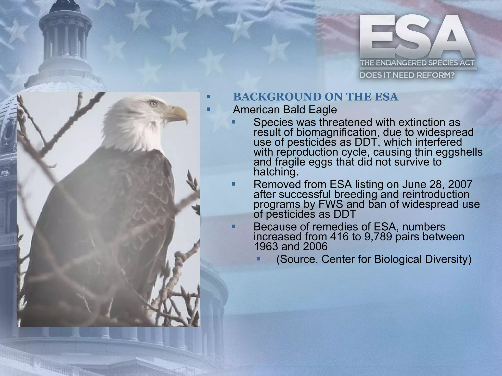 BACKGROUND ON THE ESA American Bald Eagle Species was threatened with extinction as result of biomagnification, due to widespread use of pesticides as DDT, which interfered with reproduction cycle, causing thin eggshells and fragile eggs that did not survive to hatching. Removed from ESA listing on June 28, 2007 after successful breeding and reintroduction programs by FWS and ban of widespread use of pesticides as DDT Because of remedies of ESA, numbers increased from 416 to 9,789 pairs between 1963 and 2006  (Source, Center for Biological Diversity) 