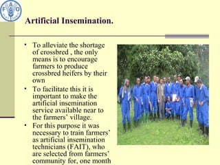 Artificial Insemination.
• To alleviate the shortage
of crossbred , the only
means is to encourage
farmers to produce
crossbred heifers by their
own
• To facilitate this it is
important to make the
artificial insemination
service available near to
the farmers’ village.
• For this purpose it was
necessary to train farmers’
as artificial insemination
technicians (FAIT), who
are selected from farmers’
community for, one month
 