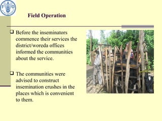 Field Operation
 Before the inseminators
commence their services the
district/woreda offices
informed the communities
about the service.
 The communities were
advised to construct
insemination crushes in the
places which is convenient
to them.
 