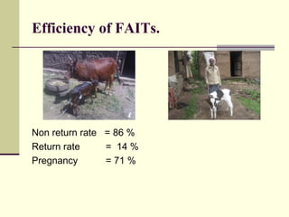 Efficiency of FAITs.
Non return rate = 86 %
Return rate = 14 %
Pregnancy = 71 %
 